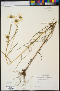 Helianthus angustifolius image