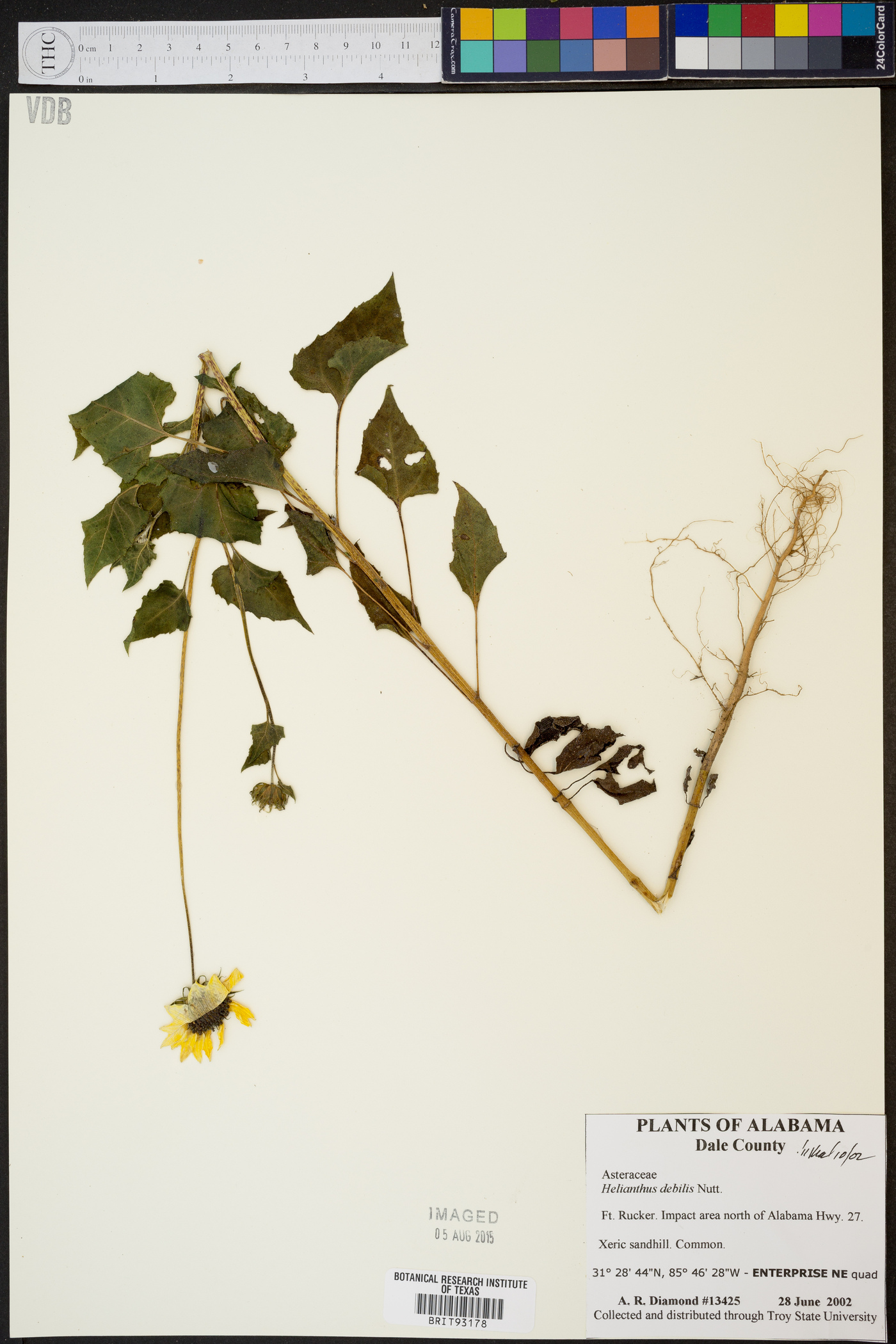 Helianthus debilis image