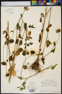 Helianthus cucumerifolius image