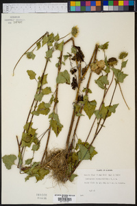 Helianthus cucumerifolius image