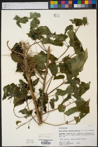 Helianthus cucumerifolius image