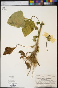 Helianthus debilis image