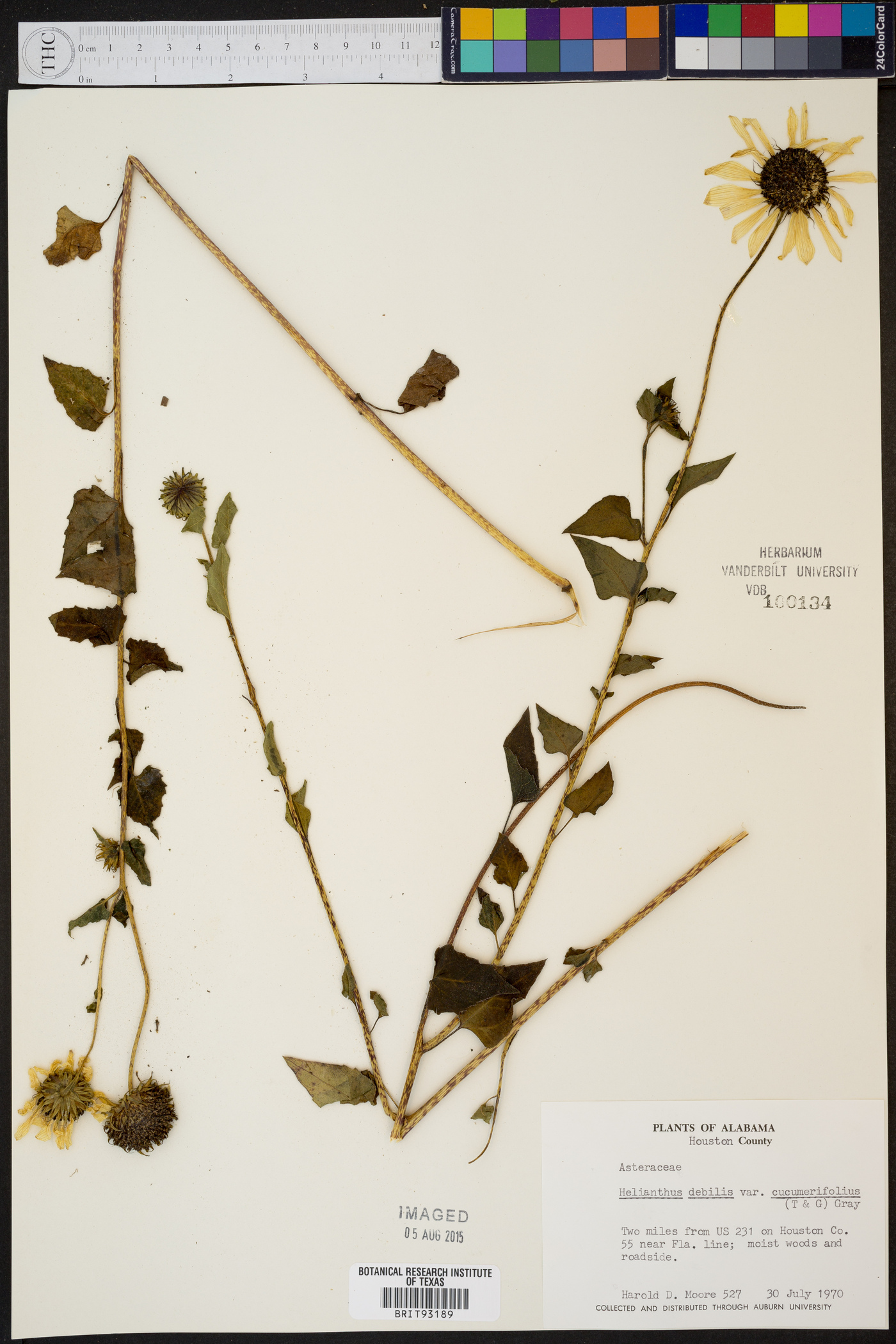 Helianthus debilis var. cucumerifolius image