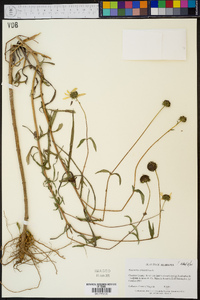 Helianthus angustifolius image