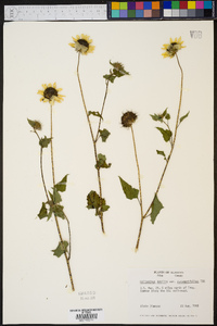 Helianthus debilis image