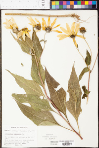 Helianthus tuberosus image