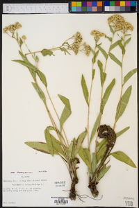 Parthenium integrifolium var. henryanum image