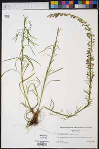 Liatris microcephala image