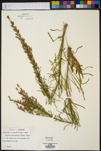 Liatris microcephala image