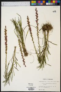 Liatris microcephala image