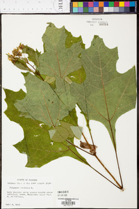 Smallanthus uvedalius image