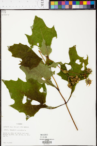 Smallanthus uvedalius image