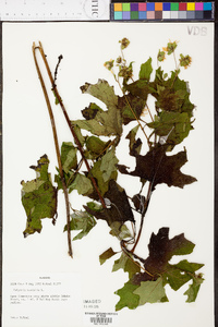 Smallanthus uvedalius image