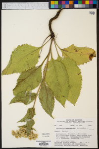 Parthenium integrifolium image