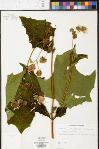 Smallanthus uvedalius image