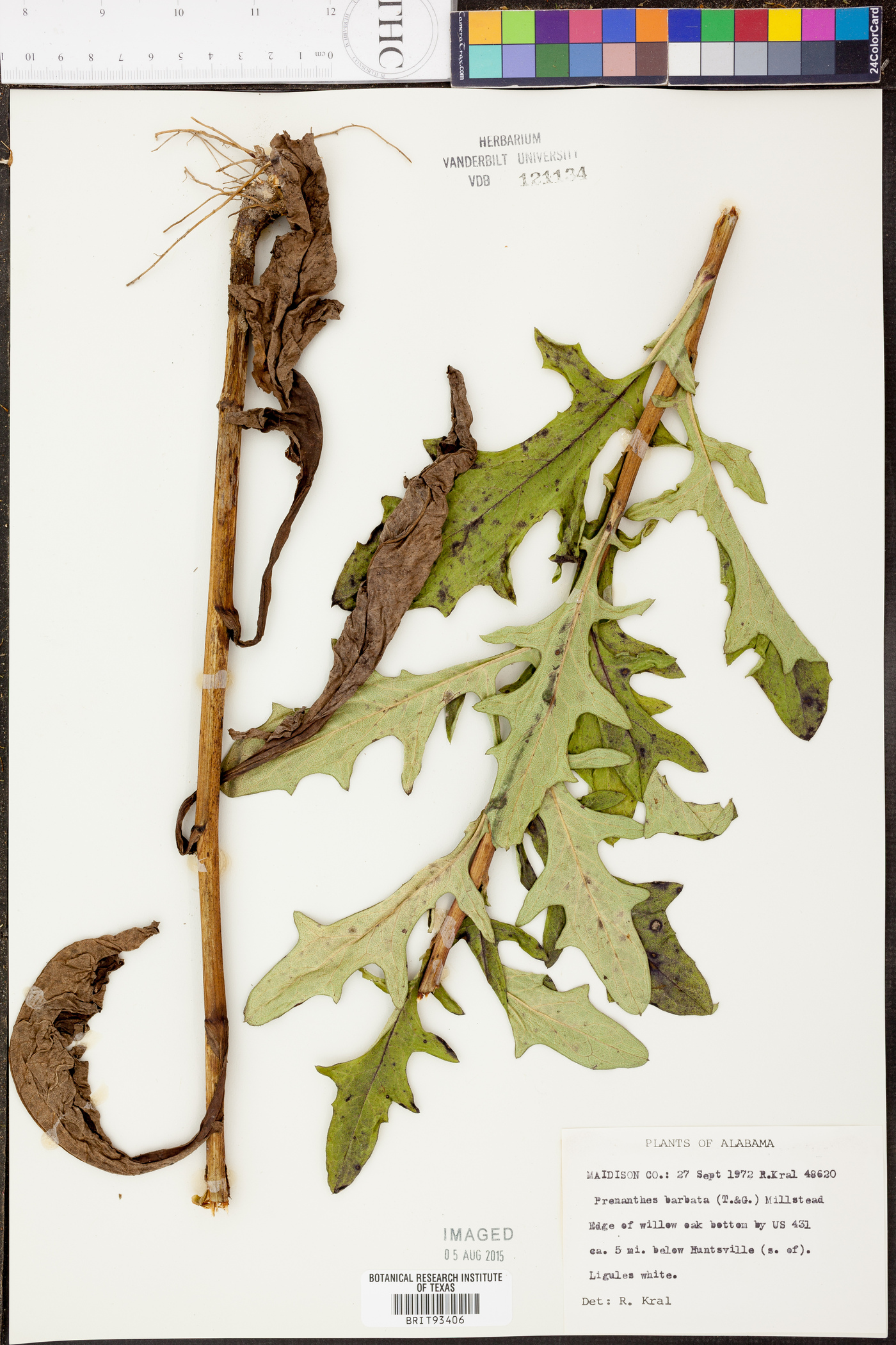 Nabalus barbatus image