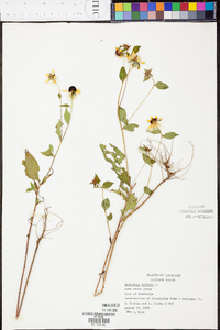 Rudbeckia triloba image