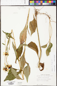 Rudbeckia chapmanii image