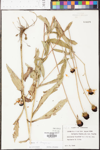 Rudbeckia chapmanii image