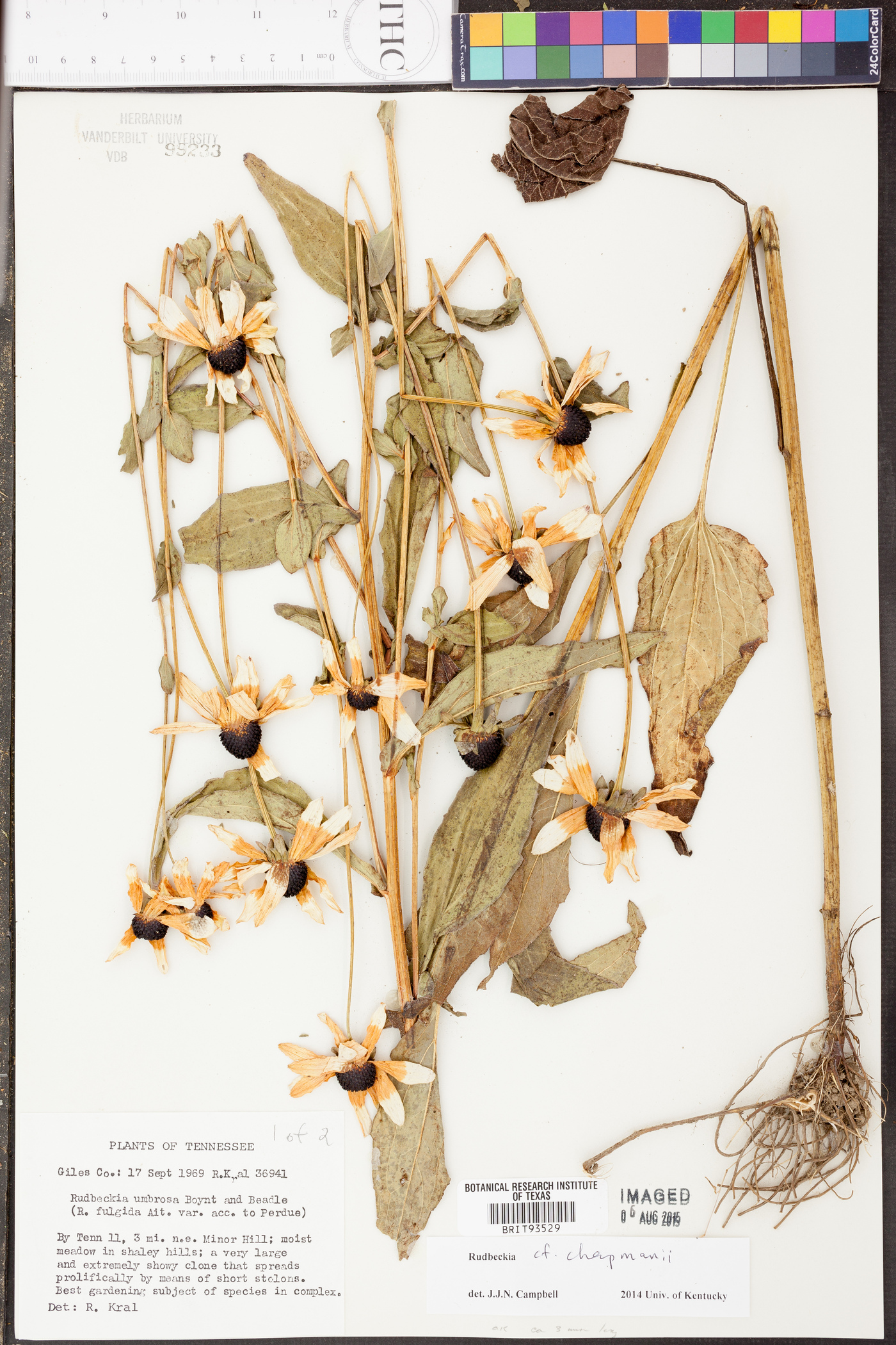 Rudbeckia chapmanii image