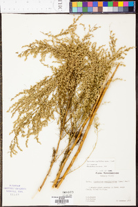 Eupatorium capillifolium image