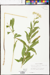 Eupatorium altissimum image