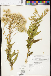 Eupatorium altissimum image