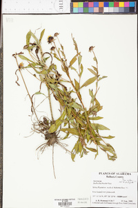 Rudbeckia hirta var. pulcherrima image