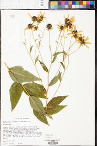 Rudbeckia auriculata image