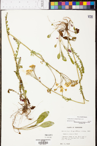 Senecio anonymus image