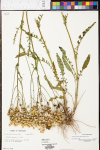 Senecio anonymus image