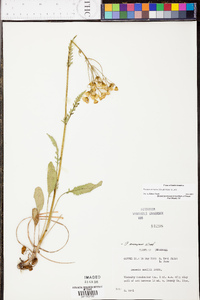 Senecio anonymus image