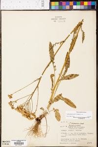 Senecio anonymus image