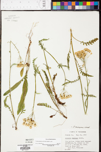 Senecio anonymus image