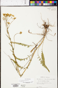 Senecio anonymus image