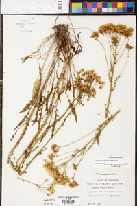 Senecio anonymus image