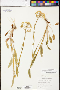 Senecio anonymus image