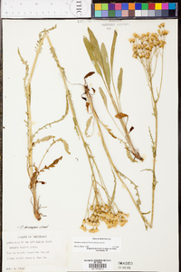 Senecio anonymus image