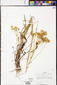 Senecio anonymus image