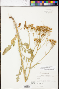 Senecio anonymus image