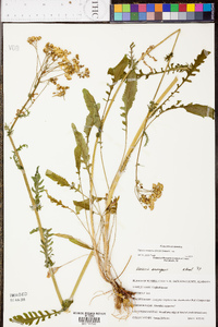 Senecio anonymus image