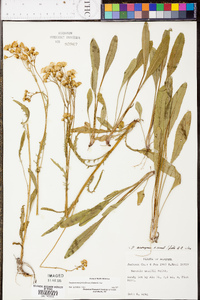 Senecio anonymus image