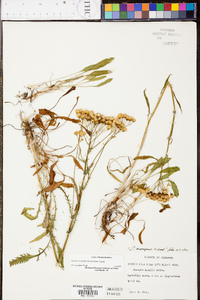 Senecio anonymus image