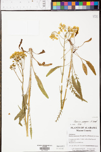 Senecio anonymus image