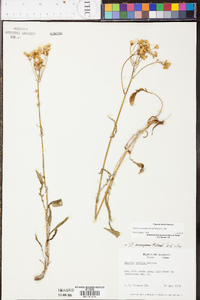 Senecio anonymus image