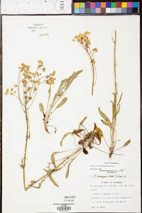 Senecio anonymus image