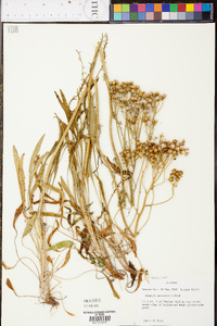 Senecio anonymus image