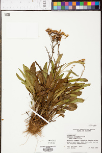 Senecio anonymus image