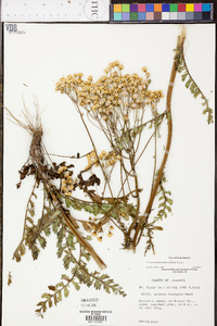 Senecio anonymus image