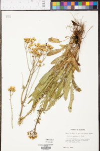 Senecio anonymus image